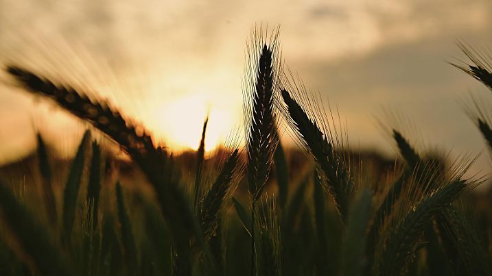 News Bilder des Tages 22.5.2024 Landwirtschaft Getreideanbau in Westfalen Die Erträge sind jährlich mehr von extremen Wetterereignissen wie spätem Frost, Starkregen oder Dürre bedroht. Der Klimawandel zeigt sich in der Landwirtschaft teils sehr drastisch. Wadersloh Liesborn Nordrhein Westfalen Deutschland *** 22 5 2024 Agriculture Cereal cultivation in Westphalia Every year, yields are increasingly threatened by extreme weather events such as late frost, heavy rain or drought Climate change is having a very drastic impact on agriculture Wadersloh Liesborn North Rhine-Westphalia Germany