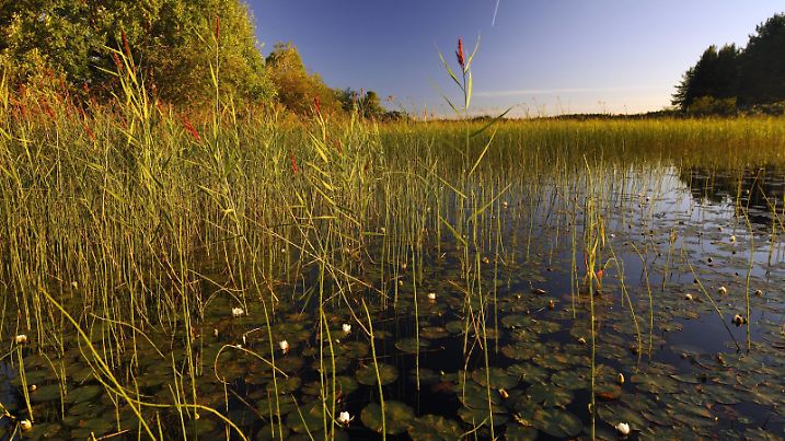 Bildnummer: 52000048  Datum: 02.08.2005  Copyright: imago/imagebroker
Biotop an einem See in Trysil in der Hedmark  - Norwegen, Landschaft; 2005, Strysil, Hedmark, Biotope, Biosphärenreservat, Seerose, Seerosen, Sumpf, Natur; , quer, Kbdig, Totale, Norwegen,  , Reisen, Europa