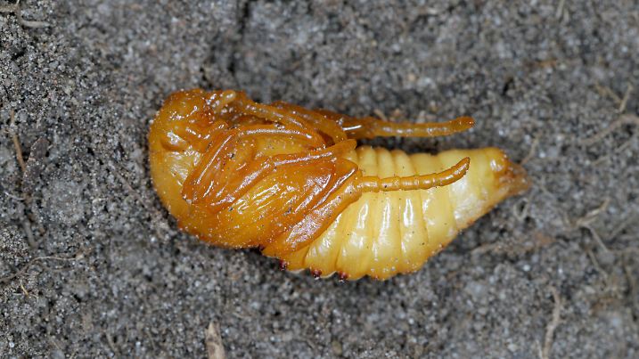 Summer Chafer, European June Beetle (Amphimallon solstitiale), pupa.
