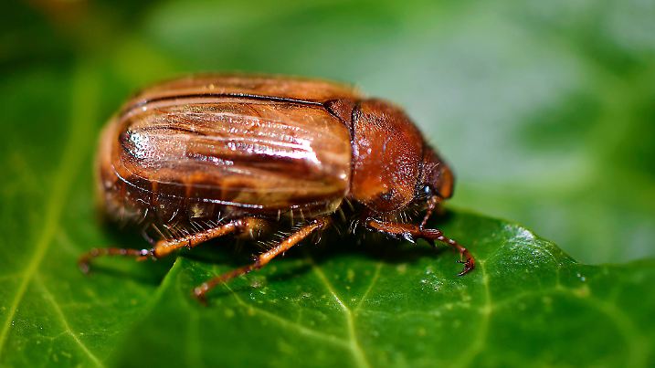 Ribbed beetle Brach (Amphimallon solstitiale)