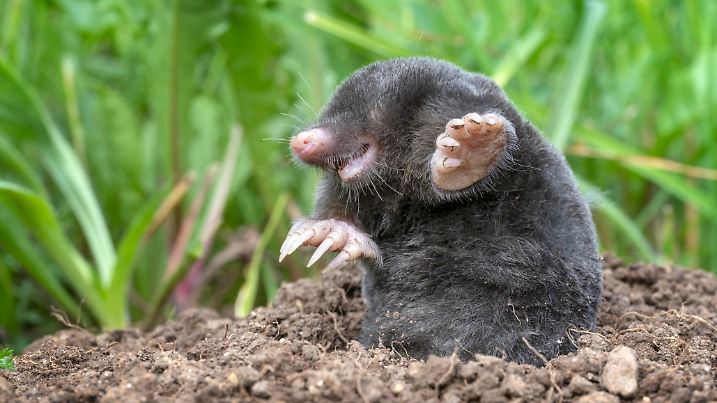 Extremely rare shot of a mole just digging out of its molehill. Macro Shot. Great Detail on its transparent teeth and strong claws.