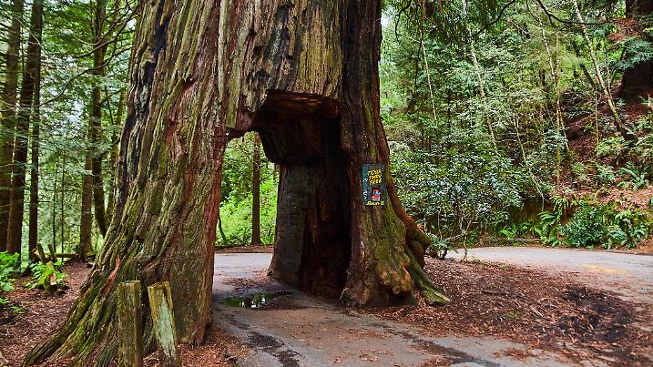 Image of Drive through Redwoods tree in California