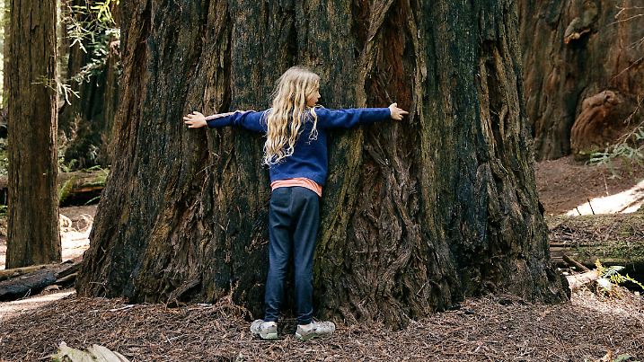 Large Redwood and Sequoia in Northern California, USA.  A young Caucasian girl wraps her arms around a large tree in a hug.