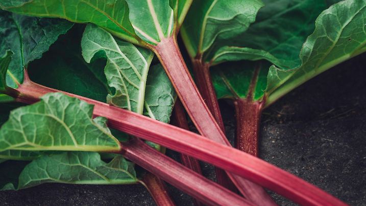 A closeup of a pile of fresh organic healthy spring rhubarb