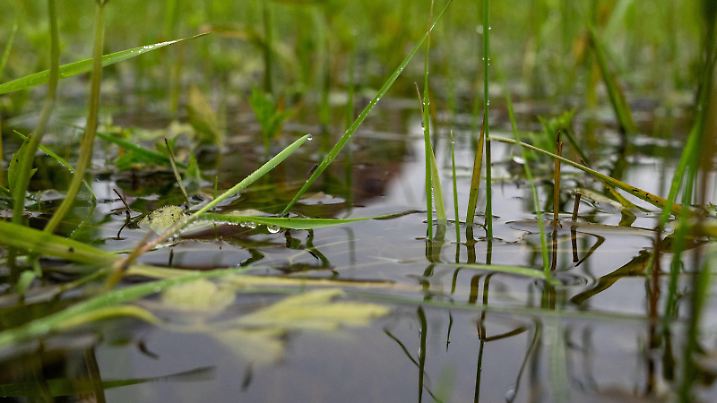31.05.2024, Bayern, Gleusdorf: Eine Wiese vor Schloss Gleusdorf steht unter Wasser. Zum Ende der Pfingstferien in Bayern müssen sich die Menschen in vielen Landesteilen auf Regen und Gewitter einstellen. Besonders am Wochenende rechnen die Meteorologen des Wetterdienstes im Freistaat von Oberfranken bis zum westlichen Alpenrand mit viel Regen. Mit dem erwartetetn Dauerregen steigt auch die Hochwassergefahr. Foto: Pia Bayer/dpa +++ dpa-Bildfunk +++