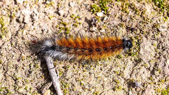 A furry Pine Processionary caterpillar with distinctive markings on moss