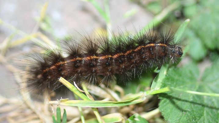 Spilosoma lubricipeda caterpillar on indeterminate plant