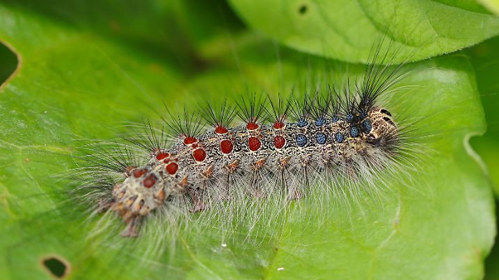 Large gypsy moth (Lymantria dispar, Maimaiga) larva with long hair and beautiful jewel-like red and blue speckles (Natural+flash light, macro close-up photography)