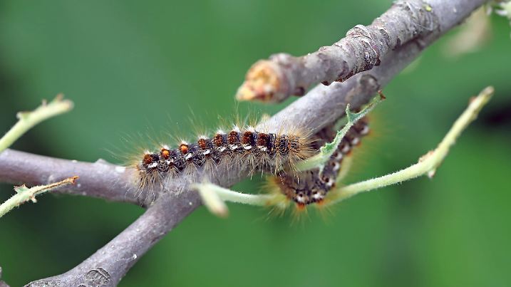 Apple tree damaged by caterpillars of Brown tail moth Euproctis chrysorrhoea. Eaten leaves and damaged young, immature fruit. This is a pest of increasing importance in orchards, gardens and roadside alleys.