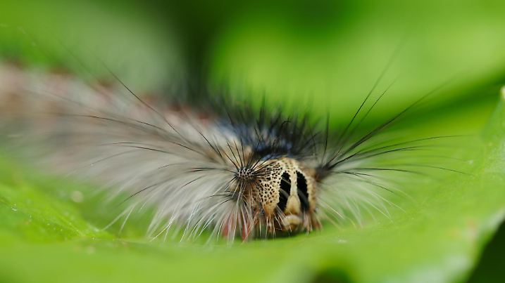 Large, creepy gypsy moth (Lymantria dispar, Maimaiga) larva with long hair and two black markings (Natural+flash light, macro close-up photography)