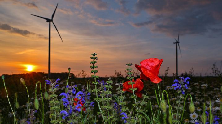 dpatopbilder - 23.05.2024, Brandenburg, Sieversdorf: Roter Klatschmohn, blauer Wiesensalbei und andere Blumen sind am Abend, kurz vor Sonnenuntergang, auf einer Wiese im Landkreis Oder-Spree in Ostbrandenburg zu sehen. Foto: Patrick Pleul/dpa +++ dpa-Bildfunk +++