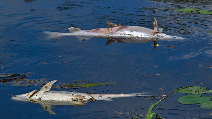 11.06.2024, Brandenburg, Frankfurt (Oder): Zwei große tote Fische von etwa 50 Zentimetern Länge treiben an der Wasseroberfläche im Winterhafen einem Nebenarm des deutsch-polnischen Grenzflusses Oder. Über das vermehrte auftreten von toten Fischen im Fluss Oder hatte zuerst die Märkische Oderzeitung (MOZ) berichtet. Seit dem vergangenem Montag häufen sich die Sichtungen von verendeten Fischen im Grenzfluss rund um Frankfurt (Oder). Am Winterhafen treiben tote Arten wie Hecht und Zander sowie kleine Weißfische an der Wasseroberfläche. Auch sind Schnecken und Muscheln verendet. Im August 2022 fand schon einmal ein massenhaftes Fischsterben in der Oder statt. Foto: Patrick Pleul/dpa +++ dpa-Bildfunk +++