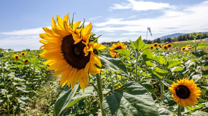 Sommerwetter in Hessen Die Sonne scheint bei blauem Himmel über Blumen auf einem Feld auf einem Feld. Für den morgigen Samstag werden für Süddeutschland hohe Temperaturen weit über 30 Grad Celsius vorhergesagt., Oberursel Hessen Deutschland *** Summer weather in Hesse The sun shines under a blue sky over flowers in a field High temperatures well above 30 degrees Celsius are forecast for southern Germany tomorrow , Oberursel Hesse Germany