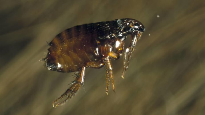 Cat flea, Ctenocephalides felis, jumping on dog hair. Portugal. PUBLICATIONxINxGERxSUIxAUTxONLY Copyright: PauloxDixOliviera 12692775