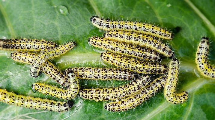 garden pest concept