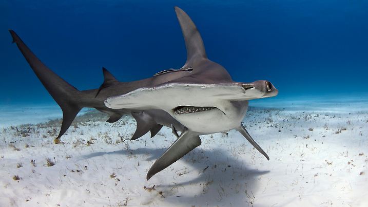 Great Hammerhead shark making a hard right turn over the sand.