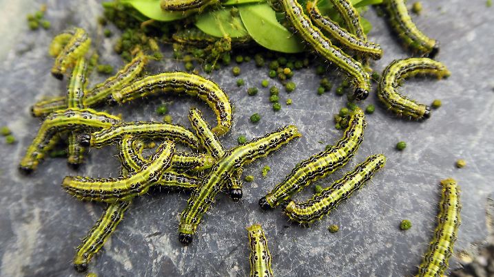 Caterpillars of the boxwood borer - Cydalima perspectalis