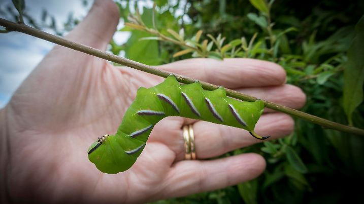 A green privet hawk moth caterpillar hanging upside down on a twig, with an adult female hand for size comparison