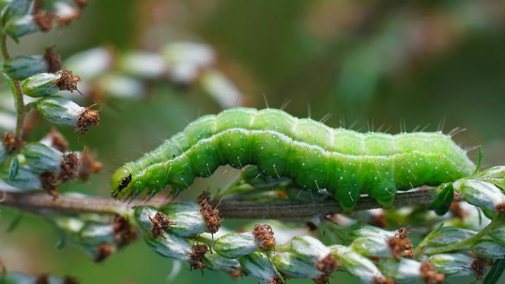 Detailed closeup on the green caterpillar of the Silver Y moth, Autographa gamma