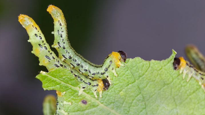 Hazel Sawfly larva, Croesus septentrionalis feeding on leaf.