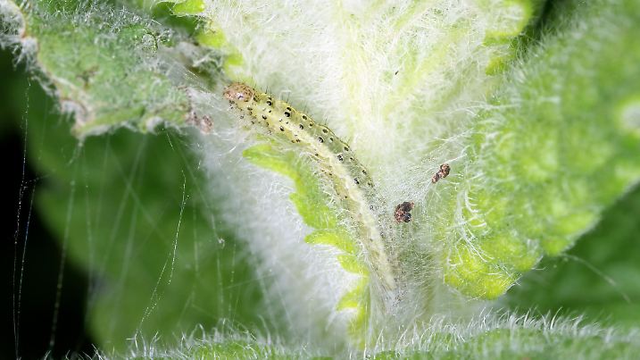 Caterpillar of Pyrausta aurata on mint plant. This is pest of mints.