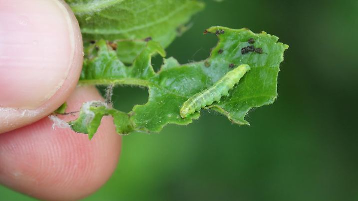 Winter moth (Operophtera brumata) caterpillar on an apple leaf