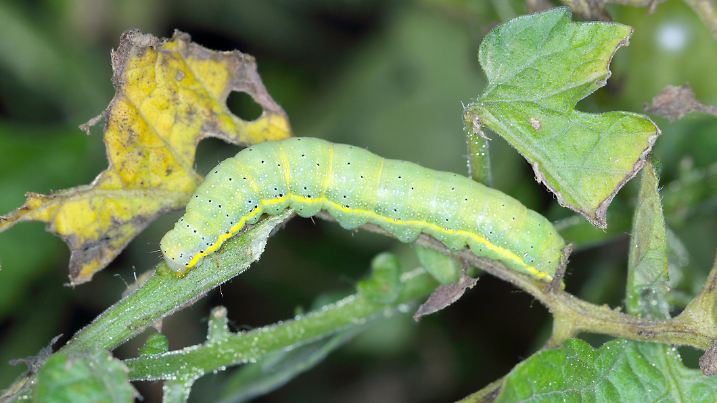 Caterpillar The bright-line brown-eye (Lacanobia oleracea). It is a pest of many types of crops, including tomatoes. An insect on tomato.
