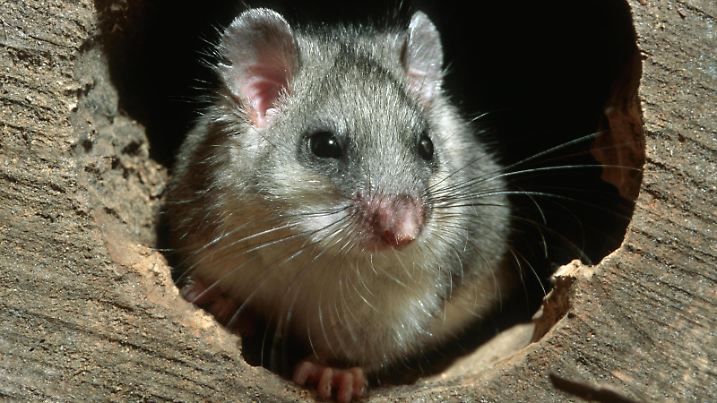 Siebenschläfer Glis glis, fetter Siebenschläfer in hohlem Baum bei Nacht im Wald *** Dormouse Glis Glis , fetter Dormouse in Hohlem Tree at Night at Forest Copyright: imageBROKER/alimdix/xArterrax/xJohanxDexMeester ibltsm09935871.jpg Bitte beachten Sie die gesetzlichen Bestimmungen des deutschen Urheberrechtes hinsichtlich der Namensnennung des Fotografen im direkten Umfeld der Veröffentlichung