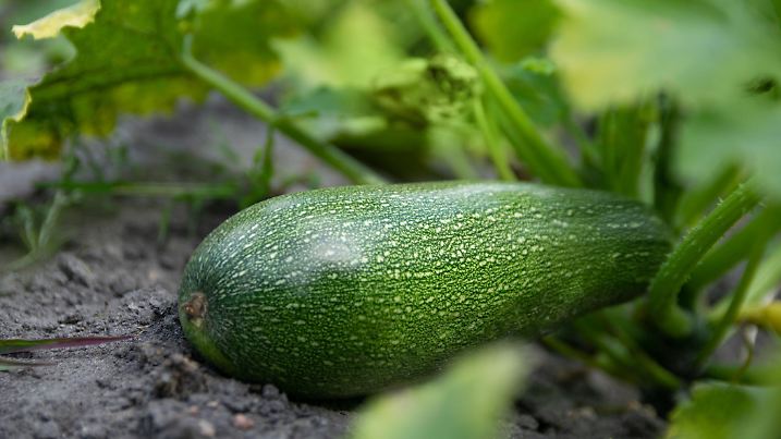 Young fresh cucumber growing on the garden in open ground.