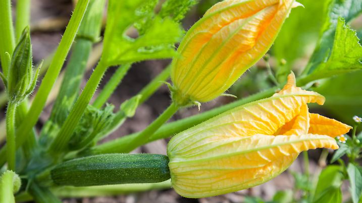 Male and female flowers of zucchini close-up