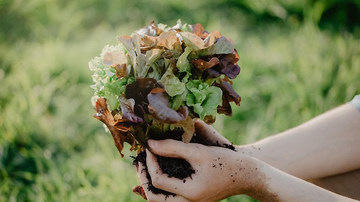 Closeup of gardener hands holding fresh grown harvest lettuce salad with green leaves and ground.