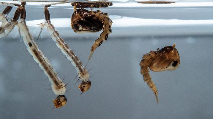 Mosquito larvae and pupae in the water
