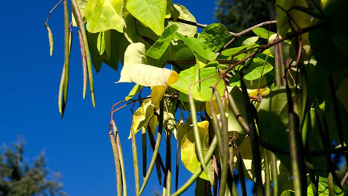 Long bean pods of Northern catalpa in university campus, Seattle