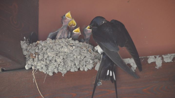 The beautiful bird Hirundo in the natural environment