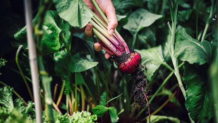 Close-up of a harvesting beetroot in garden. Picking up beetroot from vegetable garden.