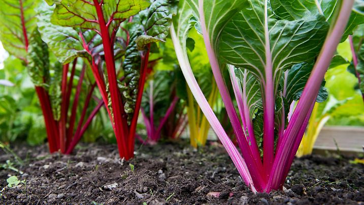 Close up of vibrant colours of stems of rainbow chard grown in a community garden allotment plot.  Chard is a highly nutritious leafy green vegetable and a component of many healthy diets.  July/August, Cheshire, United Kingdom.