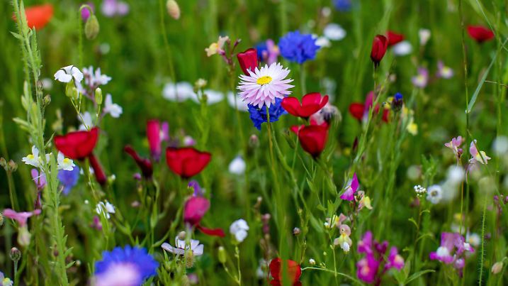 06.06.2019 , DU Duisburg , Wildblumenwiese in Duisburg in voller Pracht , ein Paradies für Insekten. *** 06 06 2019 , DU Duisburg , Wildflower meadow in Duisburg in full splendour , a paradise for insects