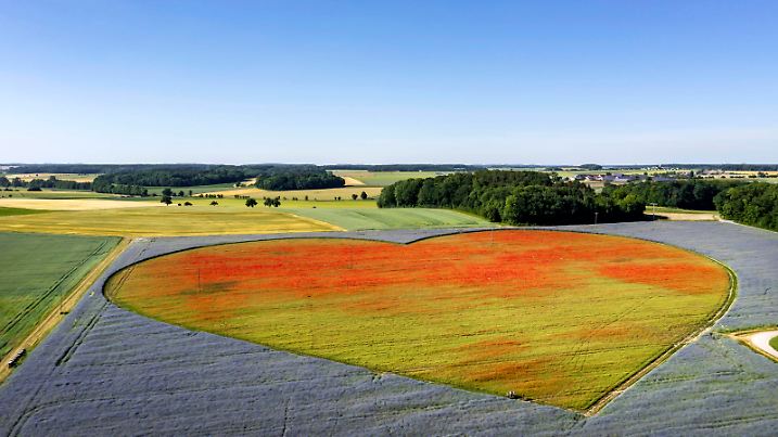 Bilder des Jahres 2022, News 06 Juni News Bilder des Tages Blühendes Herz als Zeichen für herzkranke Kinder. Auf einer Fläche von rund zehn Hektar blühen in Blaufelden in der Hohenloher Ebene Millionen von Kornblumen Centaurea cyanus und Mohn Papaver. Allein 12,5 Millionen Mohnblüten sollen es sein. Das Blumenherz der Stiftung KinderHerz Deutschland gGmbH wird unterstützt vom Saatgutproduzenten örtlichen Saatgutproduzenten Rieger-Hofmann, das sich zudem für die naturnahe Begrünung mit gebietseigenen Wildarten engagiert. // Deutschland, Baden-Württemberg, Blaufelden. *** Flowering heart as a sign for children with heart disease Millions of Centaurea cyanus cornflowers and Papaver poppies alone are said to bloom on an area of around ten hectares in Blaufelden in the Hohenlohe plain T