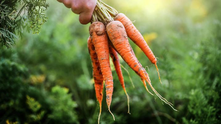 Fresh carrots picked from bio farm or garden in woman hands.