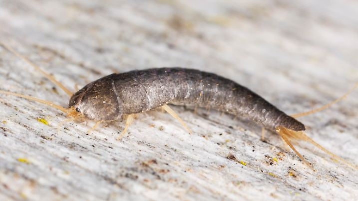 Silverfish sitting on wood, extreme close up with high magnification, focus on eyes