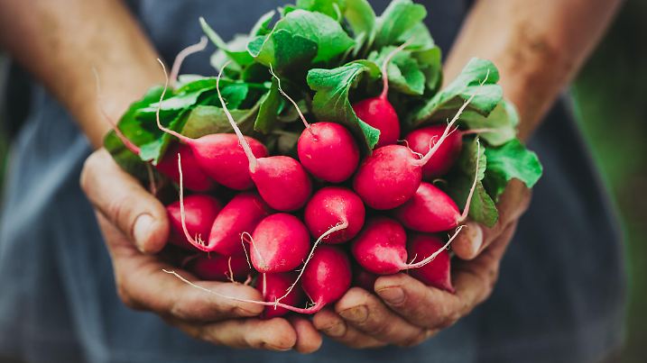 Organic vegetables. Farmers hands with freshly harvested vegetables. Horse radish