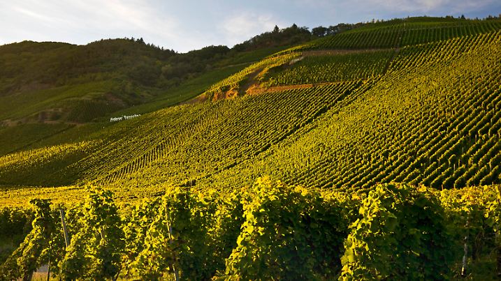 Erdener Treppchen, Weinlage der Ortsgemeinde Erden im Anbaugebiet Mosel, Deutschland, Rheinland-Pfalz, Bernkastel-Kues Erdener Treppchen, vineyard of the municipality of Erden in the Moselle wine-growing region, Germany, Rhineland-Palatinate, Bernkastel-Kues BLWS696414 *** Earth Treppchen, Wine location the Ortsgemeinde Earths at Growing area Moselle, Germany, Rhineland Palatinate, Bernkastel Kues Earth Treppchen, Vineyard of The Municipality of Earths in The Moselle Wine Growing region, Germany, Rhineland Palatinate, Bernkastel Kues BLWS696414 Copyright: xblickwinkel/S.xZiesex