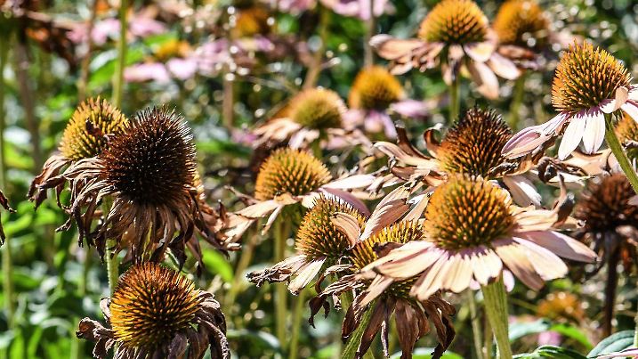 Gartentipps bei Hitze