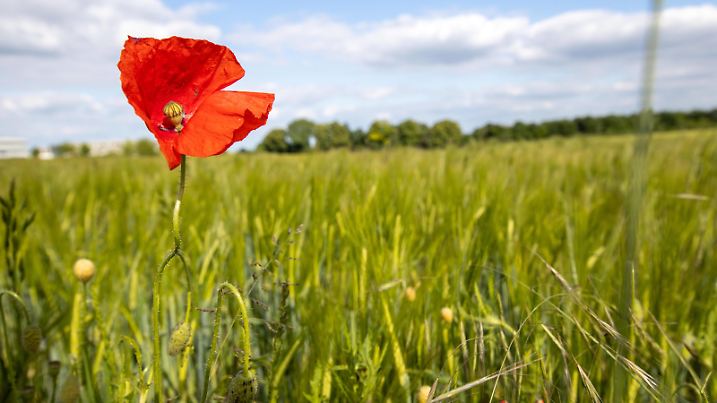 Mohnblume auf Feld 27.05.2020, Bad Homburg Hessen: Eine Mohnblume blüht auf einem Feld bei einem Wechsel von Sonne und Wolken., Bad Homburg Deutschland *** Poppy flower on field 27 05 2020, Bad Homburg Hesse A poppy flower blossoms on a field during a change of sun and clouds, Bad Homburg Germany