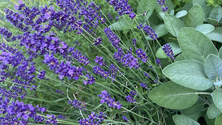 Lavender and Sage plants