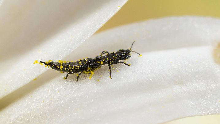 Thrips, Suocerathrips lingus (Suocerathrips lingus), Thrips auf der Bluete einer Magerwiesen-Margerite (Leucanthemum vulgare), Deutschland Thrips (Suocerathrips lingus), on ox-eye daisy flower (Leucanthemum vulgare), Germany BLWS365020

thrips  Lingus  Lingus thrips on the Bluete a Meadows Marguerite Leucanthemum vulgare Germany thrips  Lingus ON OX Eye Daisy Flower Leucanthemum vulgare Germany
