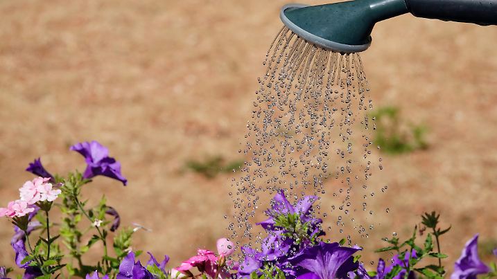 A watering can being used to water flowers in a garden in summer.