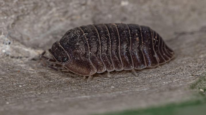 Little Sea Pill Woodlouse of the species Cubaris murina