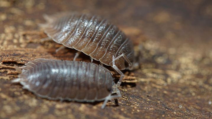 Isopoda, Oniscidea, macro lens, Sony alpha 6300, Berlin September 2017