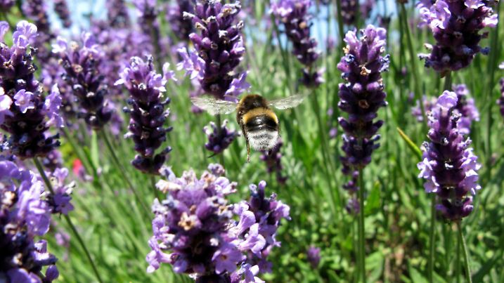 Eine Hummel fliegt am 05.07.2009 zu Lavendelblüten in der ostwestfälischen Stadt Bad Oeynhausen. Foto: Marcus Brandt  +++(c) dpa - Report+++